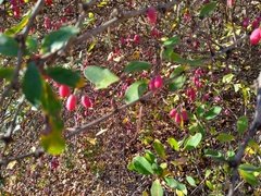 Berberis vulgaris