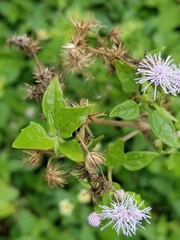 Tamaulipa azurea