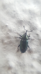 Aulacobaris