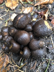 Fungi