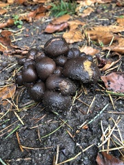 Fungi