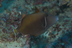 Sufflamen chrysopterum