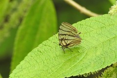 Arawacus meliboeus