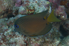 Ctenochaetus binotatus