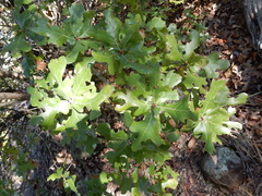 Quercus × hastingsii