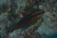 Halichoeres biocellatus