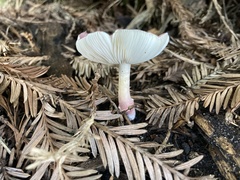 Leucoagaricus roseilividus