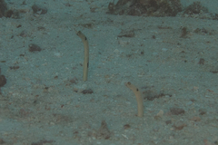 Heteroconger hassi