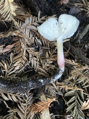 Leucoagaricus roseilividus