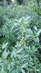 Salix boothii