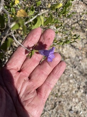 Ruellia californica peninsularis
