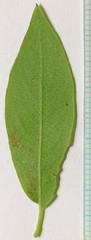 Salix boothii