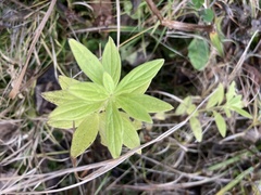 Lithospermum officinale