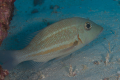 Lethrinus obsoletus