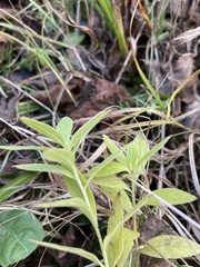 Lithospermum officinale