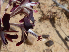 Pelargonium auritum auritum