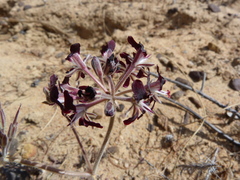 Pelargonium auritum auritum