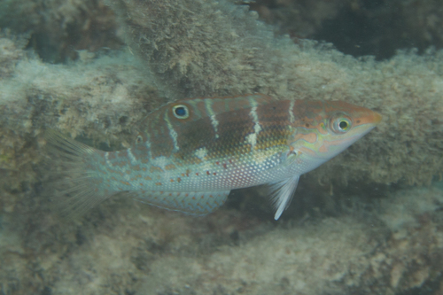 Schroeder's Rainbow Wrasse