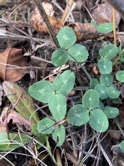 Trifolium pratense