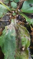 Phytomyza griffithsi