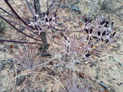 Pelargonium auritum auritum