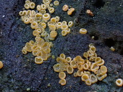 Arachnopeziza trabinelloides