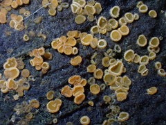 Arachnopeziza trabinelloides