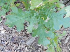 Quercus × hastingsii
