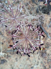 Pelargonium auritum auritum
