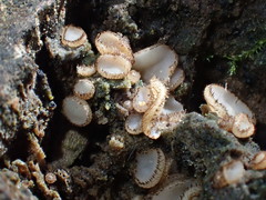 Trichophaea gregaria