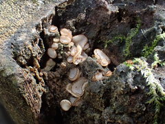 Trichophaea gregaria
