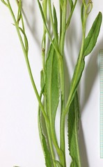 Senecio crassulus
