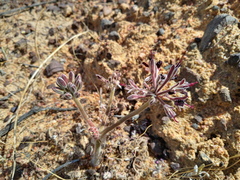 Pelargonium auritum auritum
