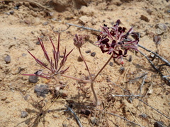 Pelargonium auritum auritum