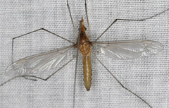 Leptotarsus igniceps
