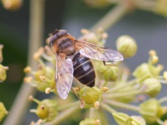 Eristalis pertinax