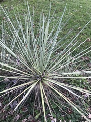 Yucca glauca glauca