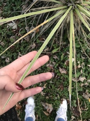 Yucca glauca glauca