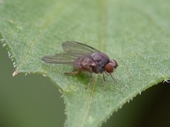 Protoclythia modesta