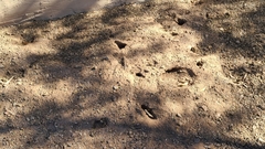 Xerospermophilus tereticaudus