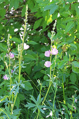 Sidalcea oregana oregana
