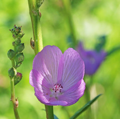 Sidalcea oregana oregana