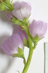 Sidalcea oregana oregana