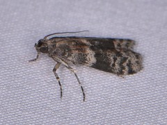Caudellia nigrella