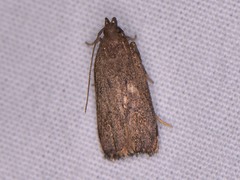 Glyphidocera juniperella