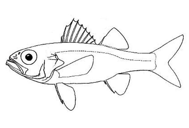 Threespined Bass