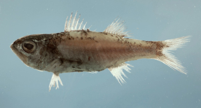 Keelcheek Bass