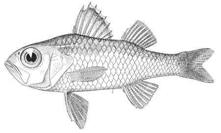 Roughspine Seabass