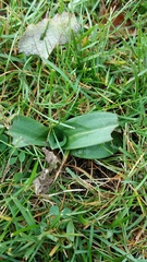 Ophrys apifera