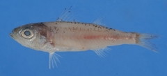 Sharp-Toothed Sea-Bass photo 1